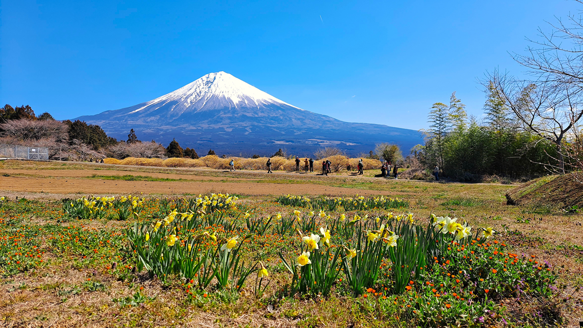 穿梭富士山與花叢